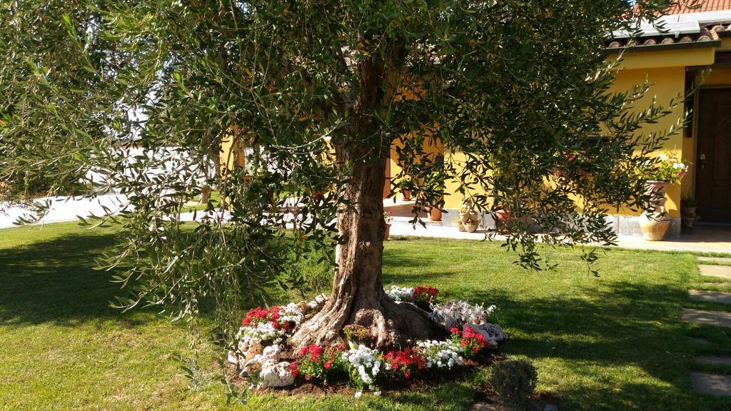 فندق L'Antico Vigneto مارينو المظهر الخارجي الصورة